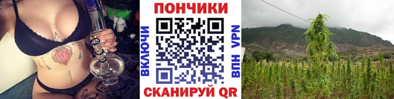 МАРИХУАНА семена  Полярные Зори 